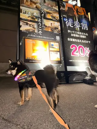 東心斎橋☆豆柴 🐾倶楽部のヘアスタイル