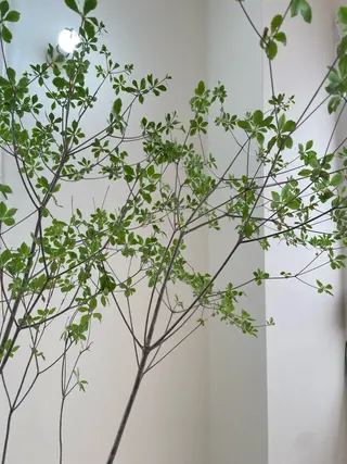 マツエク・マツパ eyan _kco 西宮/甲子園口のマツエク・マツパデザイン