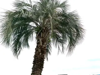𝐘𝐎𝐒𝐇𝐈 𝐌𝐈🌞🏝のマツエク・マツパデザイン