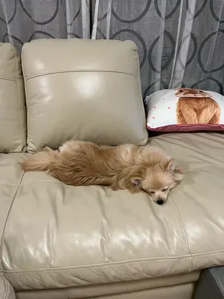 紙屋 隼人のヘアスタイル