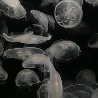 モテ眉No.1🎀 ᴛᴀᴋᴜᴍɪの眉毛・アイブロウイメージ