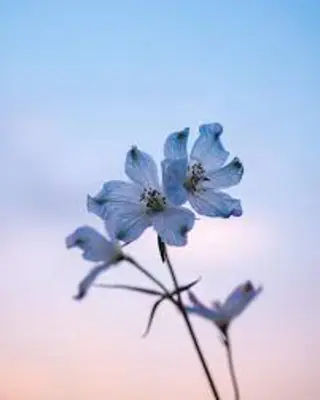 🌼二本柳 🌼のヘアスタイル