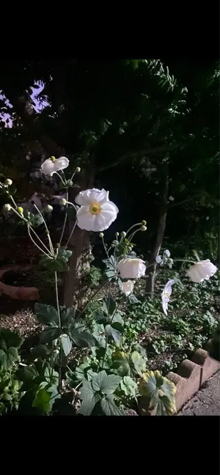 Yu-ka🌼*･ カラー縮毛矯正❣️のヘアスタイル