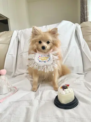 紙屋 隼人のヘアスタイル