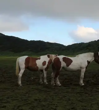 マツエク・マツパ Liora川越 YUIのマツエク・マツパデザイン