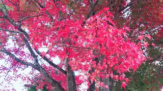 田中 実咲のヘアスタイル