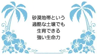 MAHINA 🌺KAYO🌺のエステ・リラクイメージ