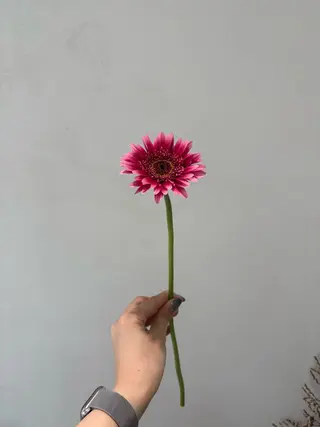 🪻花屋併設🪻秀島 有紀のヘアスタイル