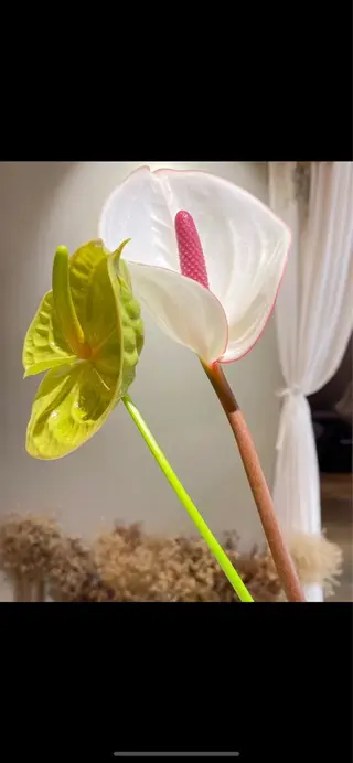 erika /韓国ヘアのヘアスタイル