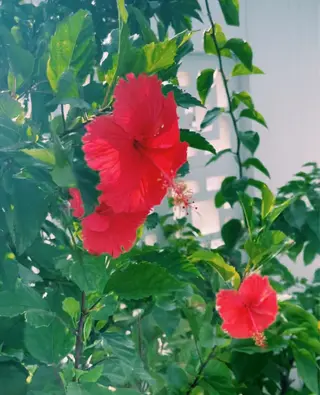 𝐘𝐎𝐒𝐇𝐈 𝐌𝐈🌞🏝のマツエク・マツパデザイン