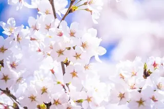 マツエク・マツパ ネイル xuxa【シューシャ】所属・Liola (xuxa内)のマツエク・マツパデザイン