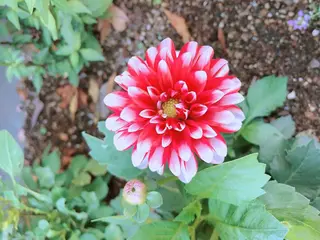 マツエク・マツパ なかむら 🪡のマツエク・マツパデザイン