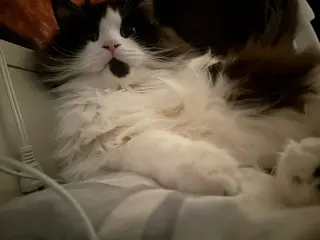 ネイル Eveネイル チップスカルプ専門店のネイルデザイン