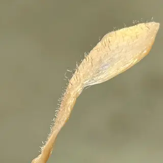 WAXYYY. TOKYO青山店の眉毛・アイブロウイメージ