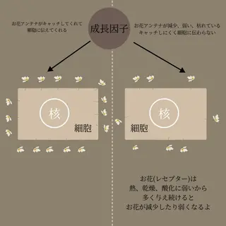 lymph care 'Welnəsのエステ・リラクイメージ