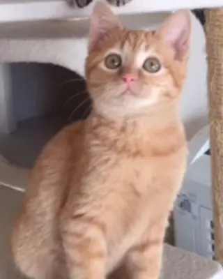 kiki nail &brow二子玉川の眉毛・アイブロウイメージ