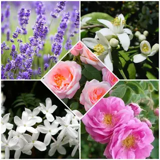 艶•透明感カラー フィーシーのヘアスタイル