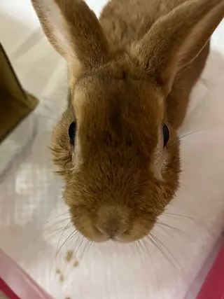 紙屋 隼人のヘアスタイル