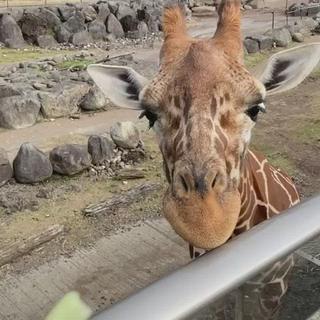 キリンてなづけました（笑）
 