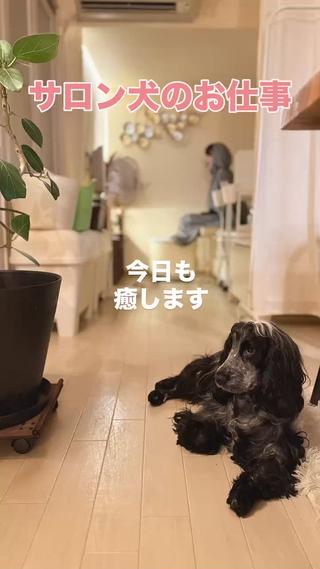 セラピードッグのＰちゃん、毎日出勤してお客様を
癒してます。

人気の
肉球マッサージ…パンチかも…
ハイタッチ…ボディアタックかも…

ダイナマイトボディのＰちゃんが笑いと癒しをお届け。
なんとプライスレスです 