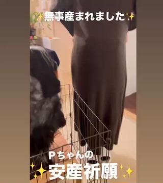 戌の日があるくらい犬は多産で安産

出産間近に控えて、Ｐちゃんに安産祈願してもらおとポンポンしてもらいました

無事産まれて、お母さんもＰちゃんの安産祈願効いたよとご連絡いただきました

ご希望の方は、お気軽にお声かけしてください
もちろんゼロ円です 