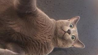 腹筋をするねこさん 