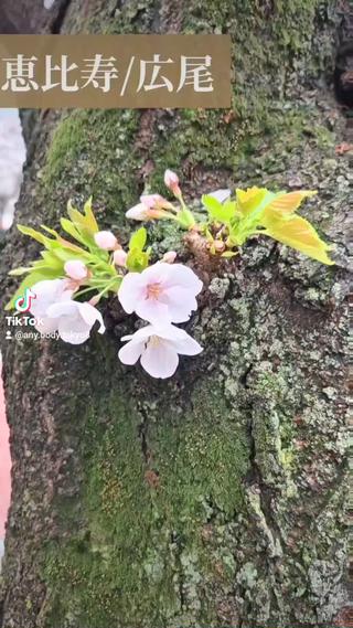 恵比寿広尾間の少し上品で穏やかな明治通りいつもより賑わっています
恵比寿/広尾/整体/美容整体/美顔矯正 