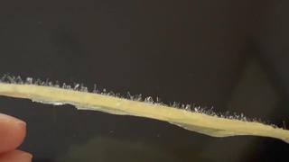 Hasebe Asukaのエステ・リラクイメージ