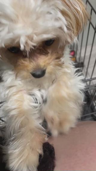 お得すぎる縮毛強制してみませんか 