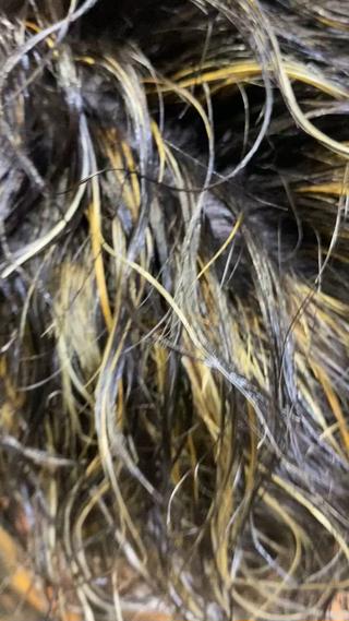 パーマにメッシュ人気です
 