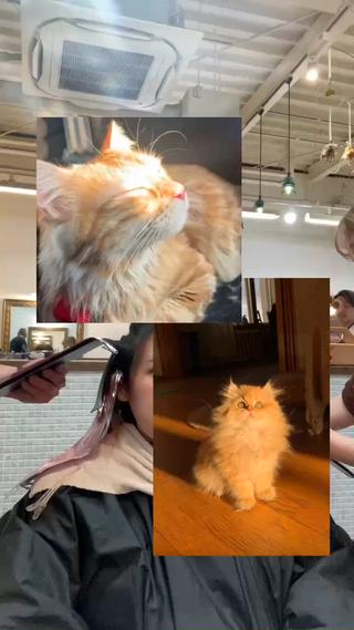 バレイヤージュ/beige 