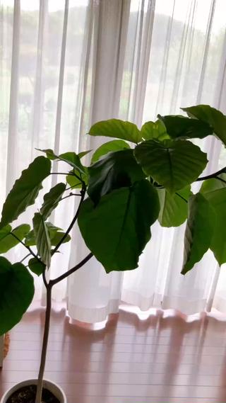 ダイエット動画モデル 小顔リンパkanaeのエステ・リラクイメージ