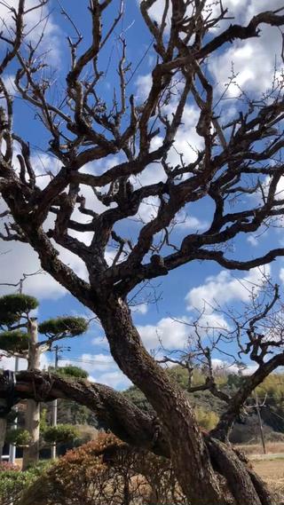 庭先の梅も咲き始め♪

春を迎える身体の準備

冬の間に溜め込まず断捨離を始めてるお客様は
どんどん健康体型に＾＾

深呼吸できる
デトックスできる身体は
血流も氣の巡りもいい 