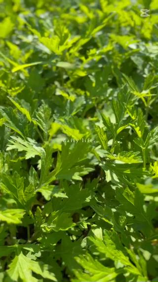 熊本県産
香り高く、栄養価の高い部分のみを使用しています。
 