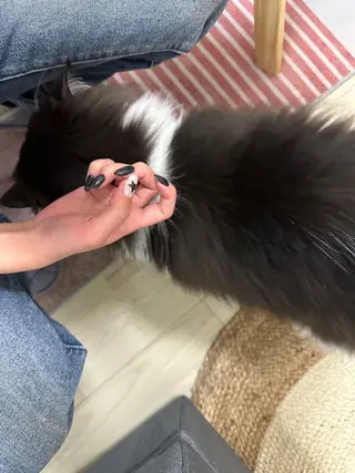 ネイル Eveネイル チップスカルプ専門店のネイルデザイン