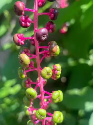 basico  のエステ・リラクイメージ