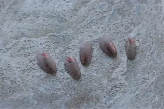 ネイル 市川 沙希子のネイルデザイン