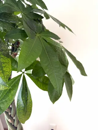 マツエク・マツパ REBYNA 岡山見石店所属・REBYNA 見石店のマツエク・マツパデザイン