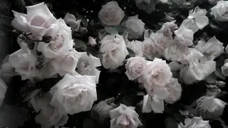 ネイル *Bianca国分寺 IGUCHI✮*｡ﾟのネイルデザイン