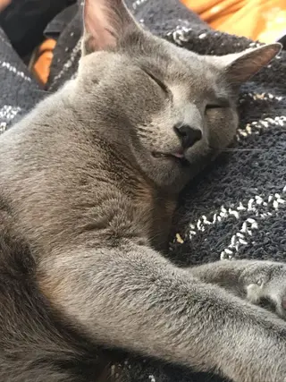 ショート カラー パーマ ヘアアレンジ メンズ キッズ ネイル マツエク・マツパ アイブロウ アニメ,Vオタク× 即効痩せエステサロンのエステ・リラクイメージ