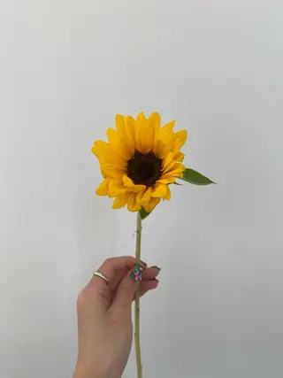 🌻花屋併設🌻濱 幸帆のヘアスタイル