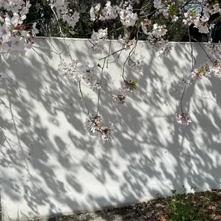 ロング なつき/艶ピンク/ girly hairのヘアスタイル