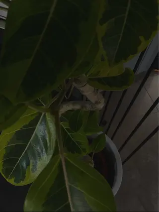 terra nube／ヘッドスパ専門店所属・terra nube 🌿ヘッドスパ専門店のヘアスタイル