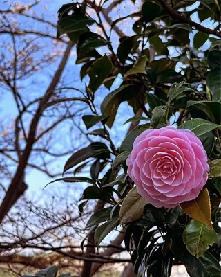 SACHIKO Yのエステ・リラクイメージ