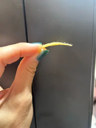 First Star所属・First Star あきの眉毛・アイブロウイメージ