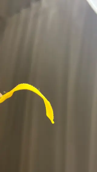 gypsofia ジプソフィアのネイルデザイン