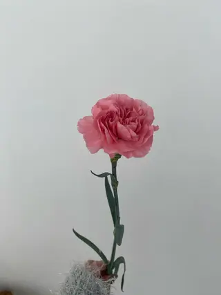 🌻花屋併設🌻濱 幸帆のヘアスタイル