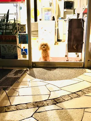 𓇼.⋆ 𓆉 ˖* shou shouのマツエク・マツパデザイン