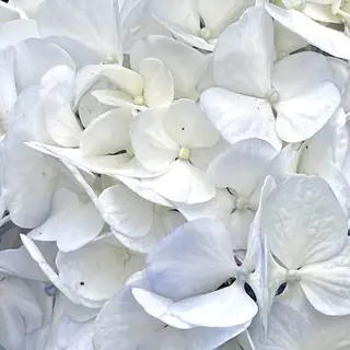 マツエク・マツパ アイブロウ やまもと あいらのマツエク・マツパデザイン