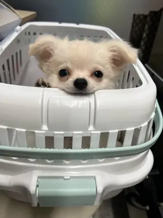 ロング 福岡縮毛矯正✨️ ストレート 向井和輝のヘアスタイル